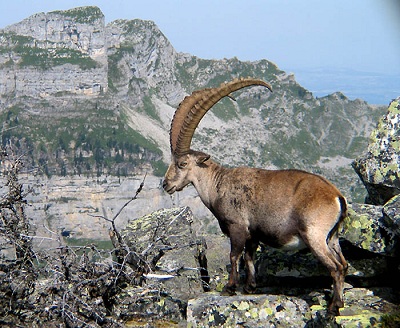 steinbock_1